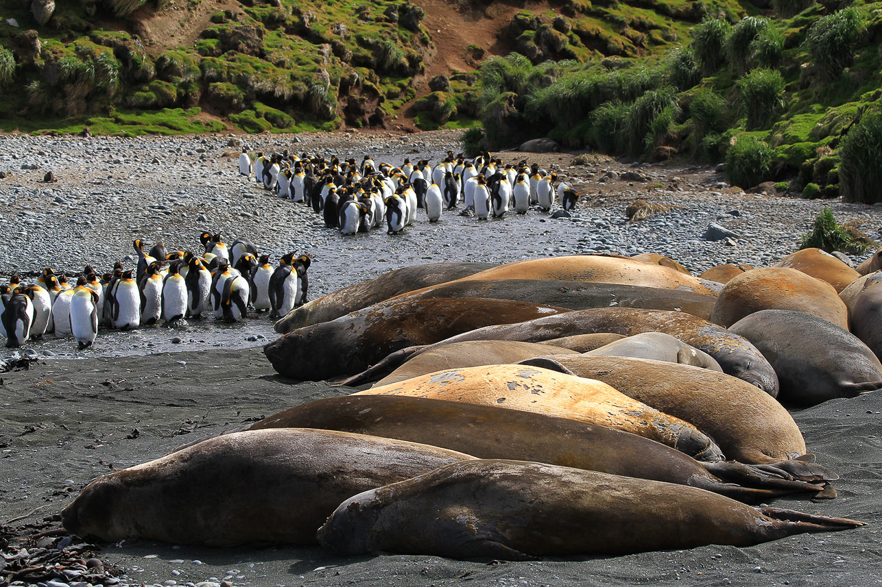 Sandy Bay, Macquarie Island