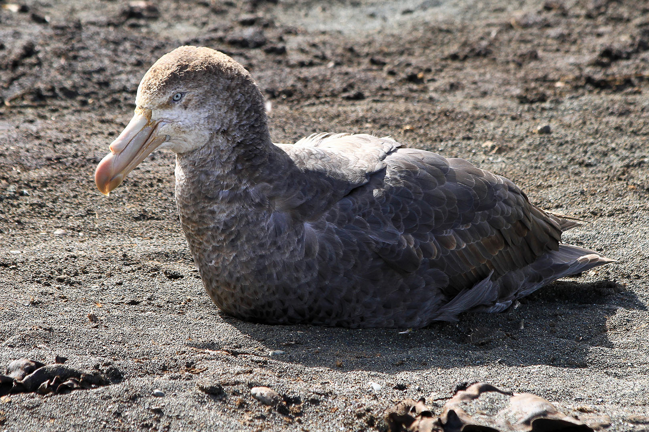 Giant petrel