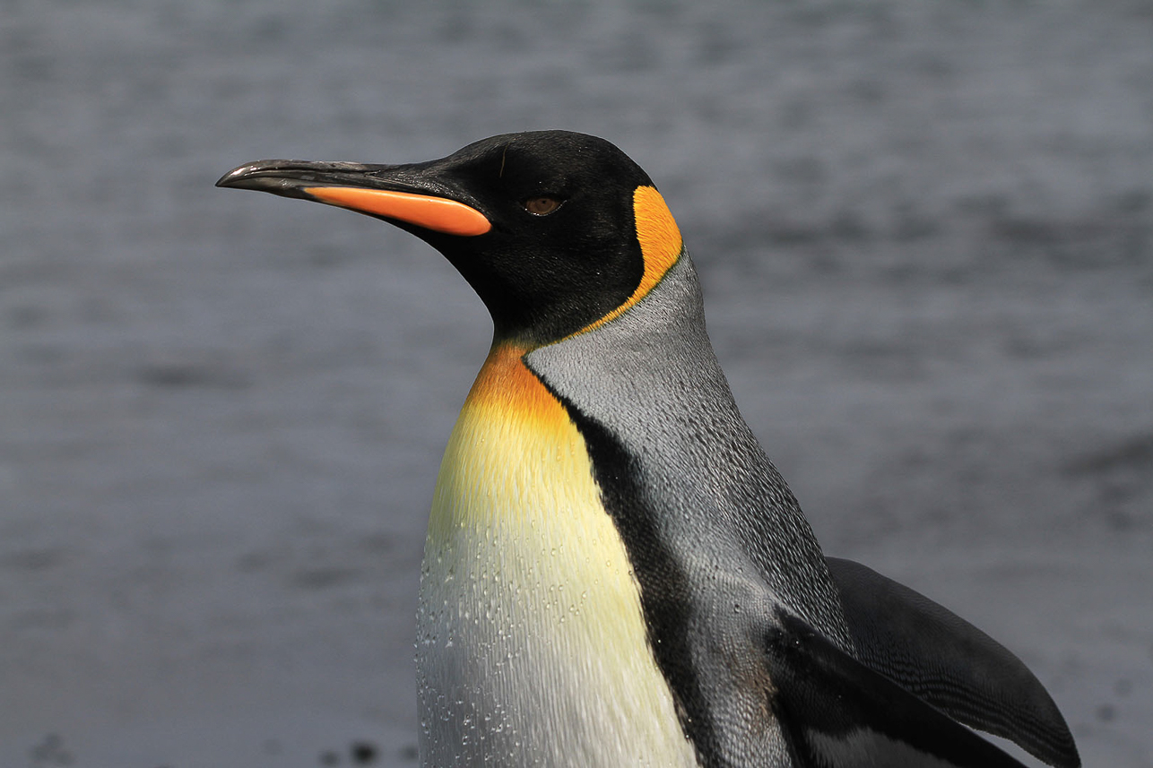 King penguin portrait