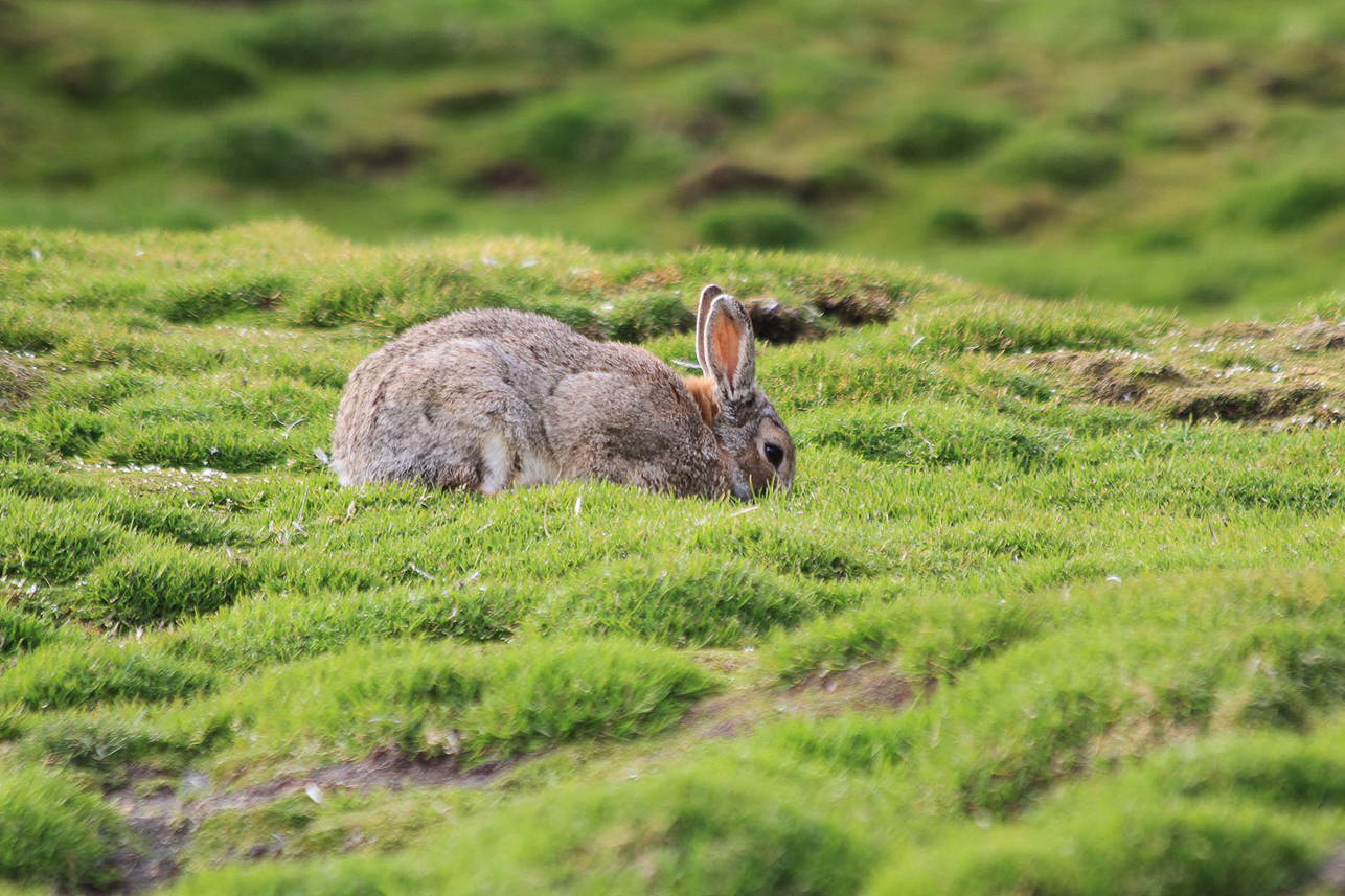 Rabbit, a threat to other wildlife, at Macquarie Island (waiting for the eradication program)