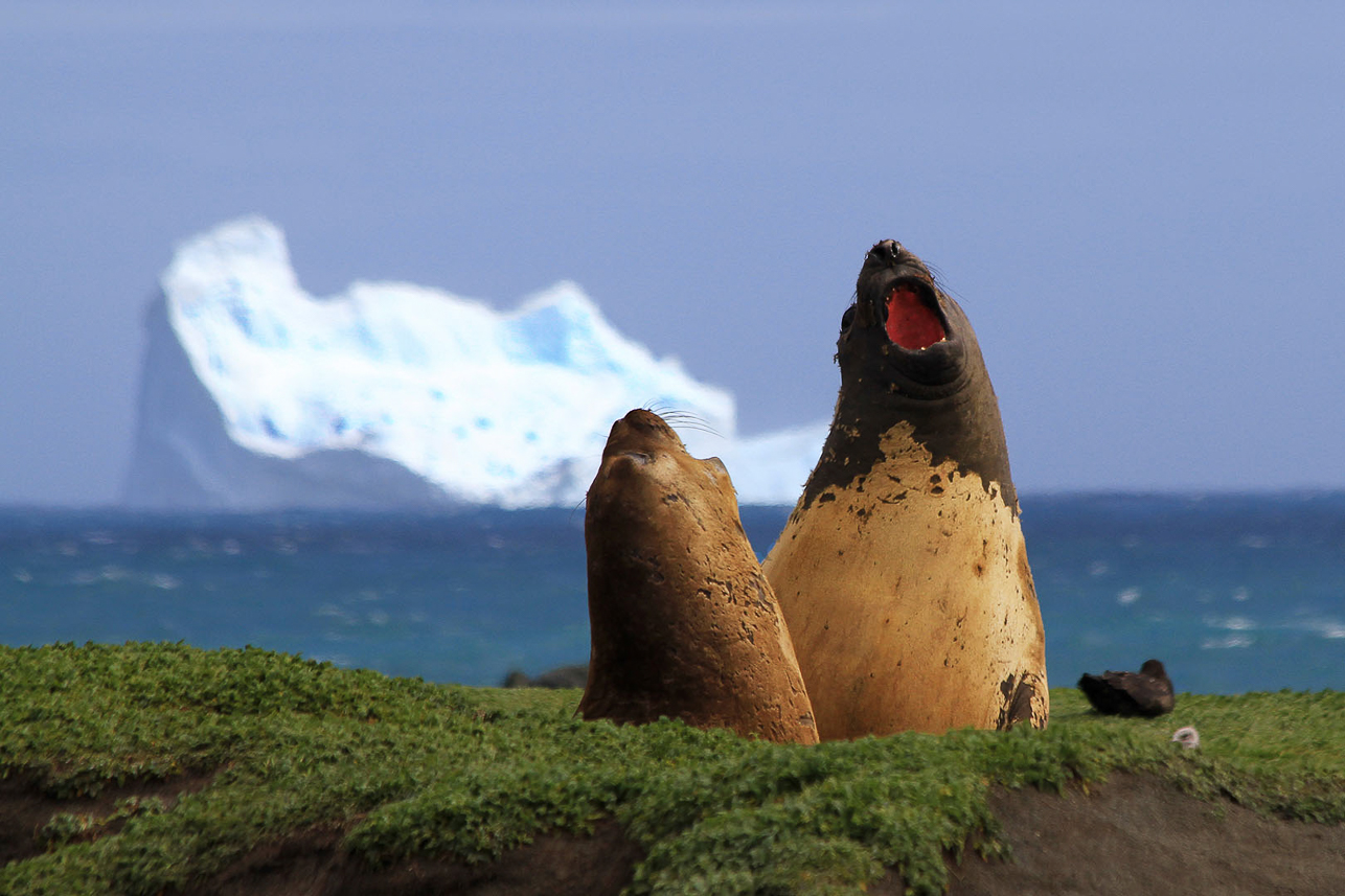 Elephant seal serenade