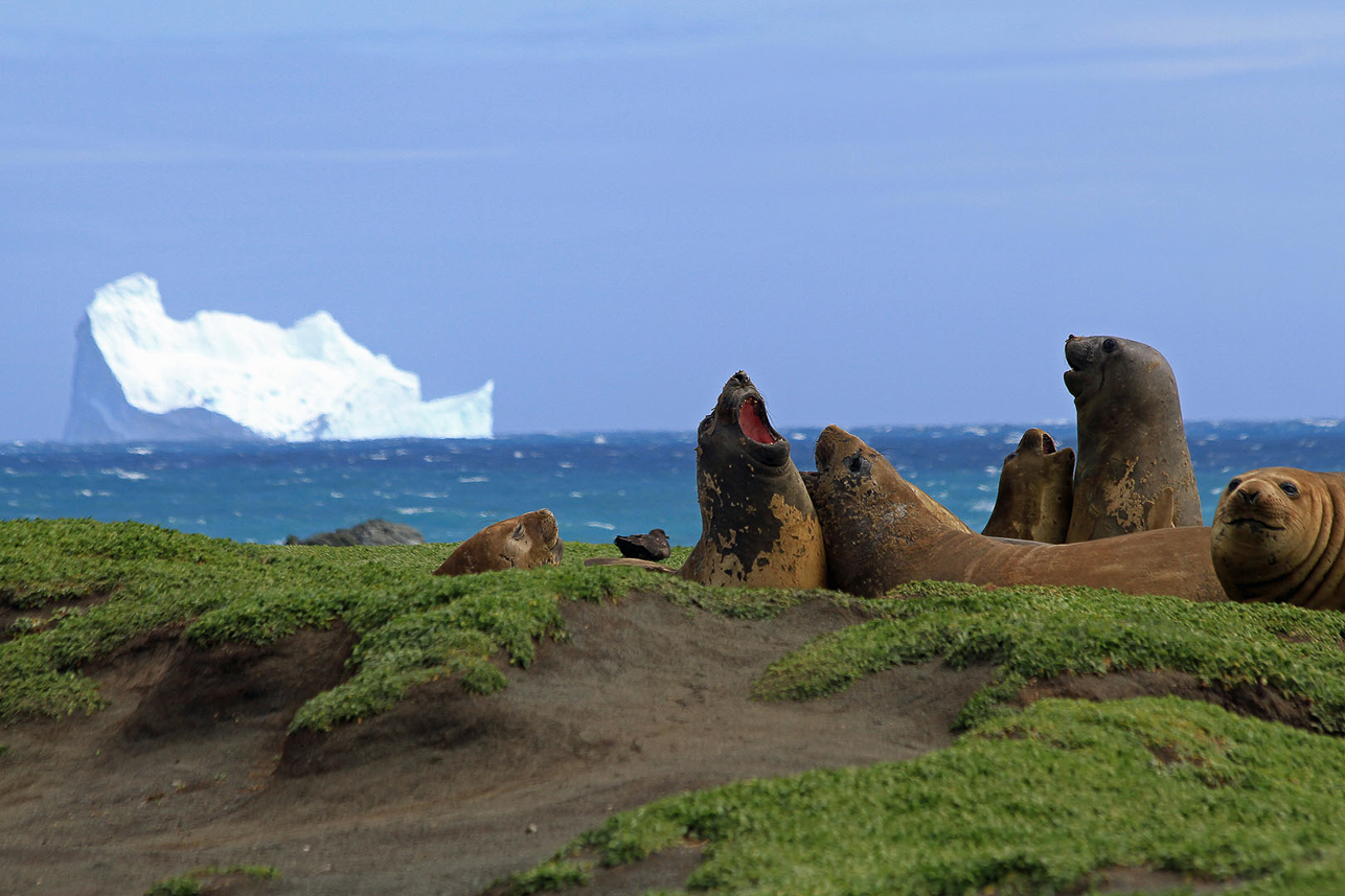 Elephant seals and iceberg, seldomly coming so far north