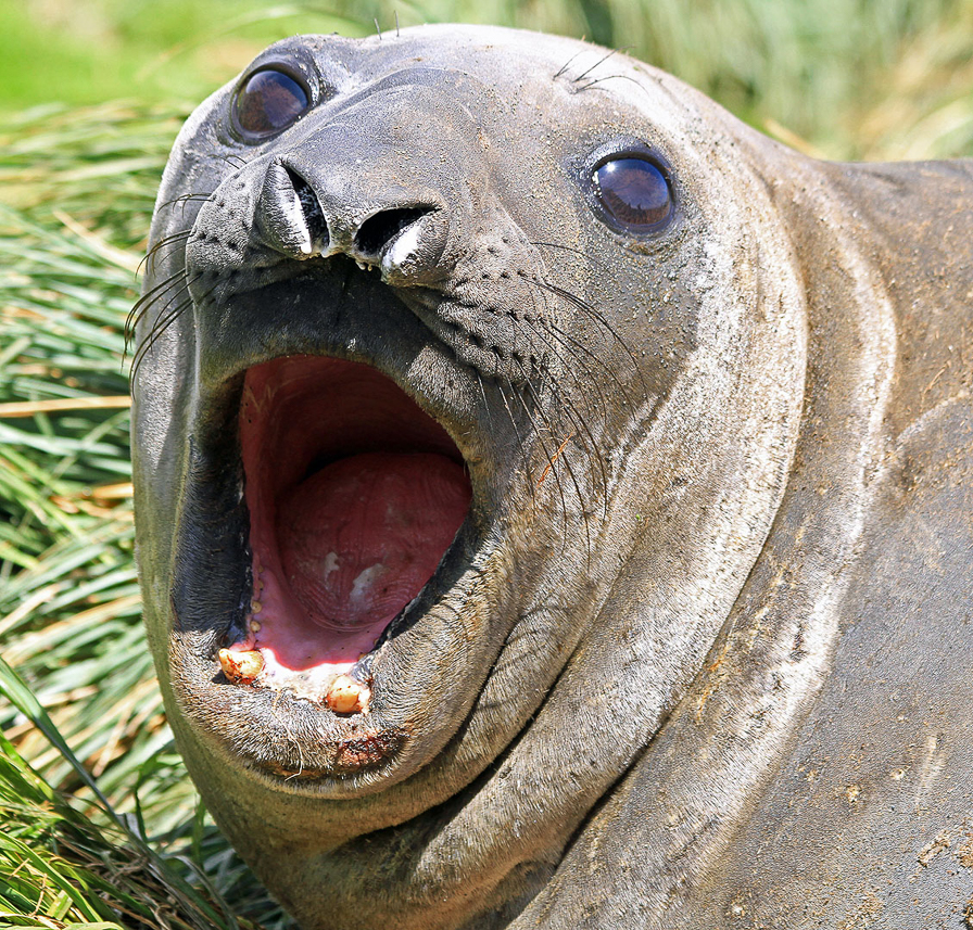 Elephant seal portrait