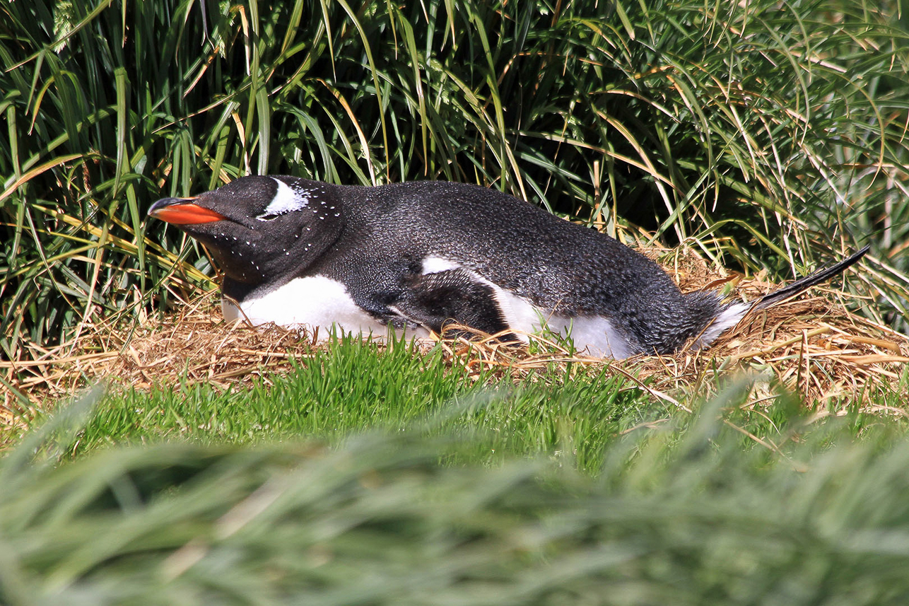 Gentoo penguin