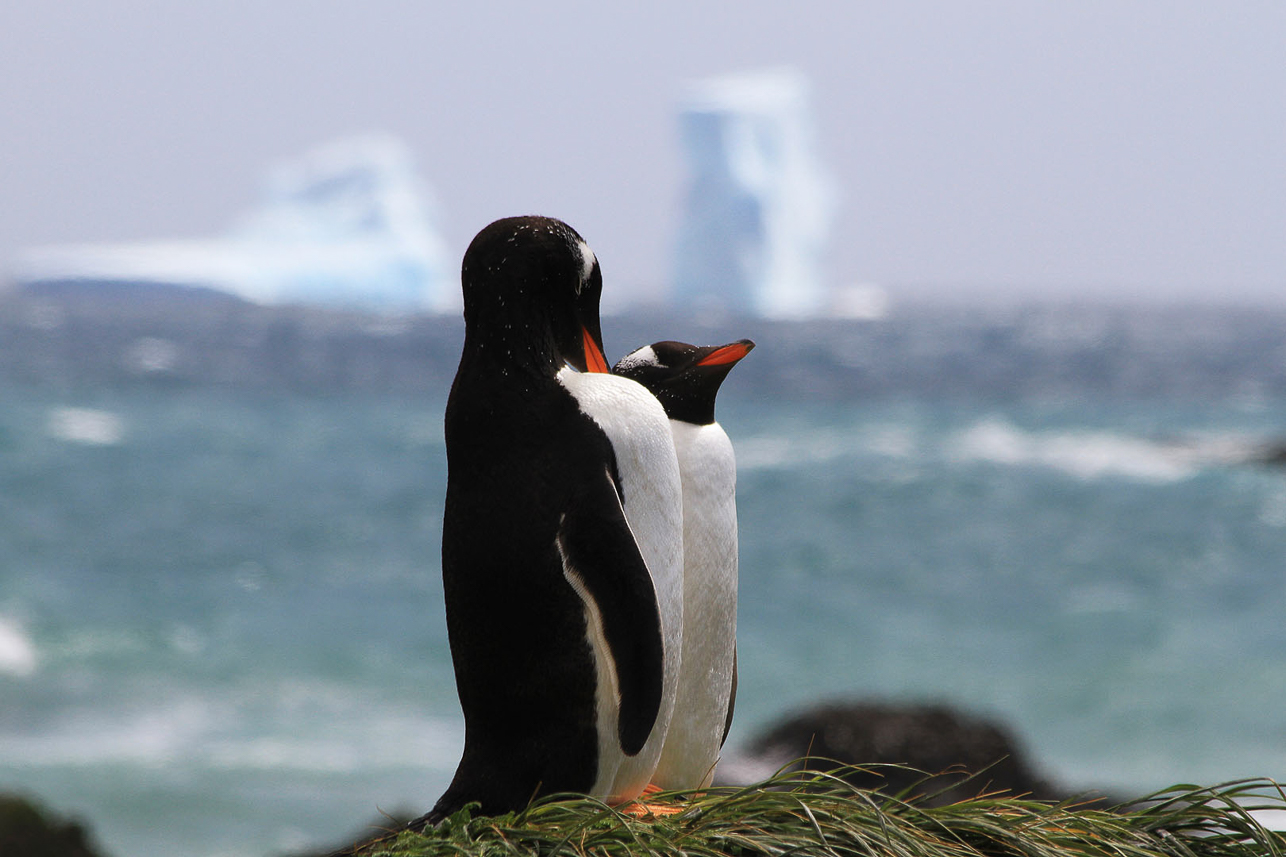 Gentoo penguin "statues", Macquarie Island