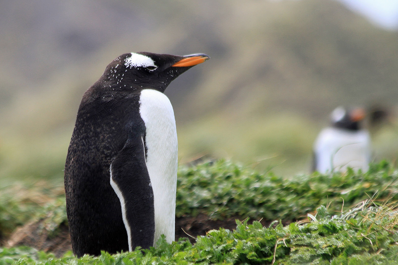 Gentoo penguin in the green vegetation