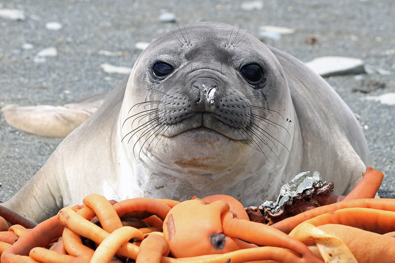 Young elephant seal portrait