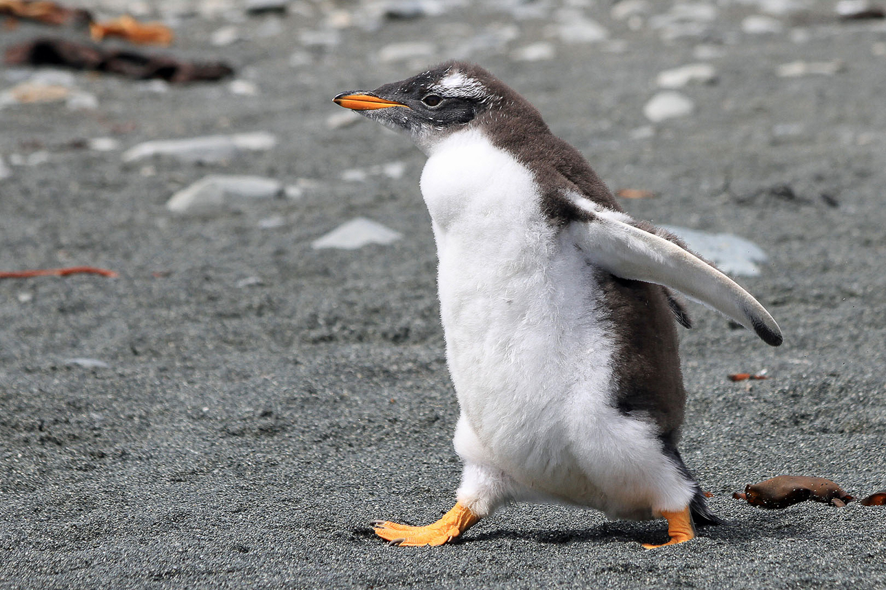 Gentoo penguin with firm steps