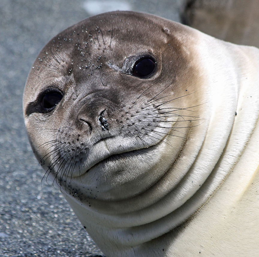 Cute Elephant seal