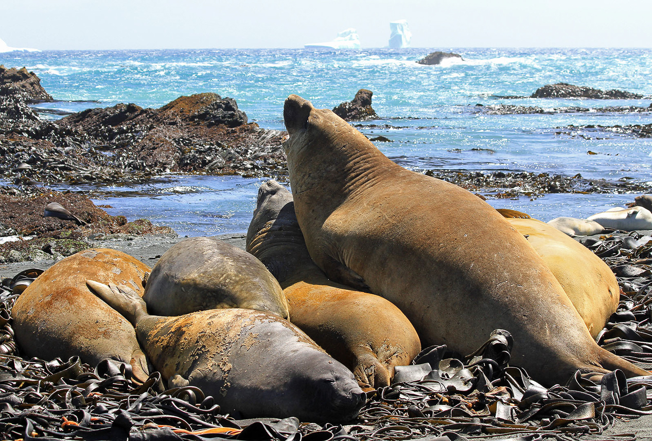 Elephant seal youngsters