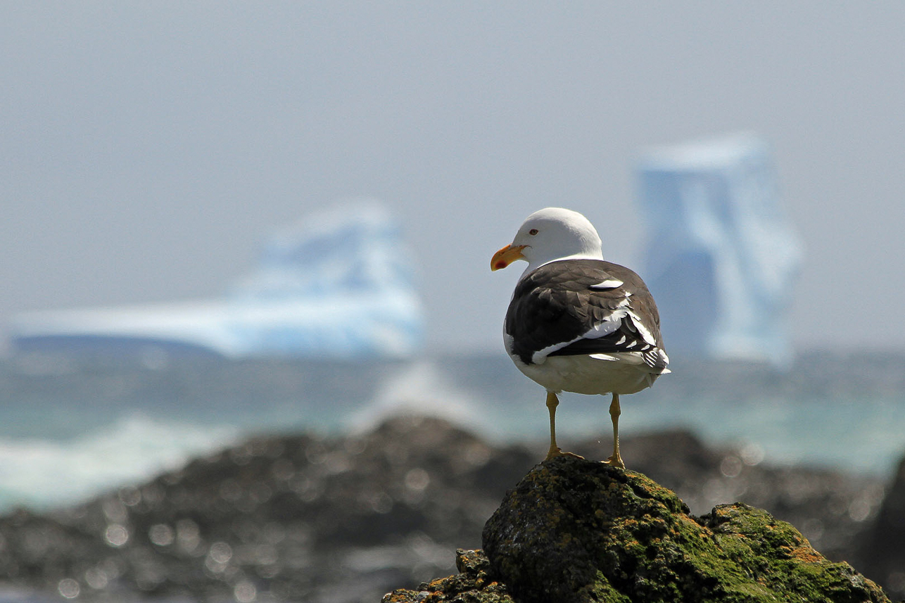 Kelp gull