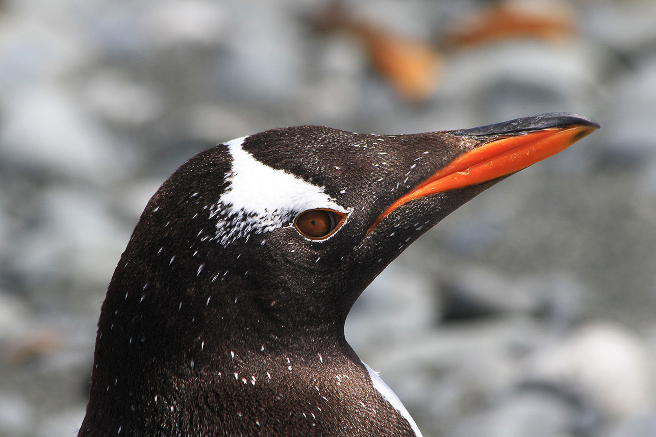 Gentoo penguin portrait