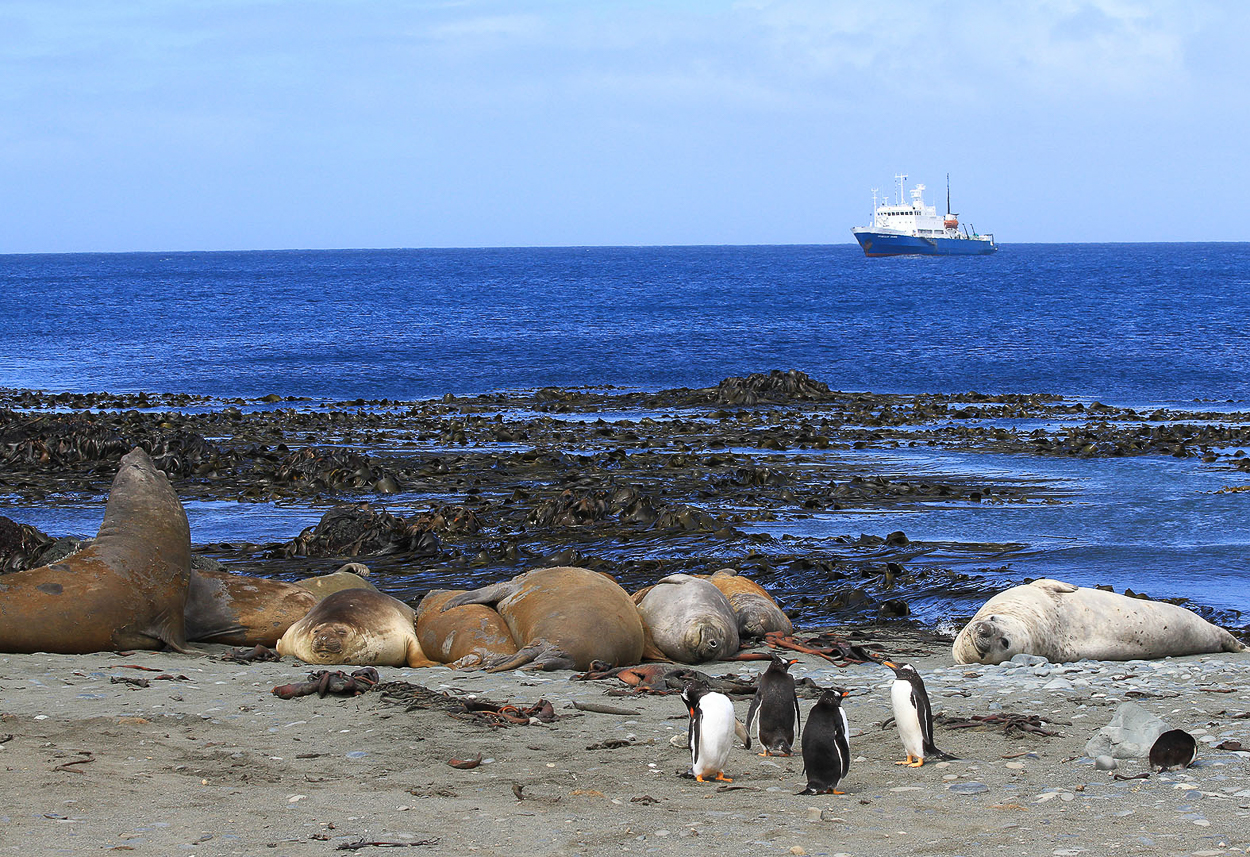 The shore at Macquarie Island research station