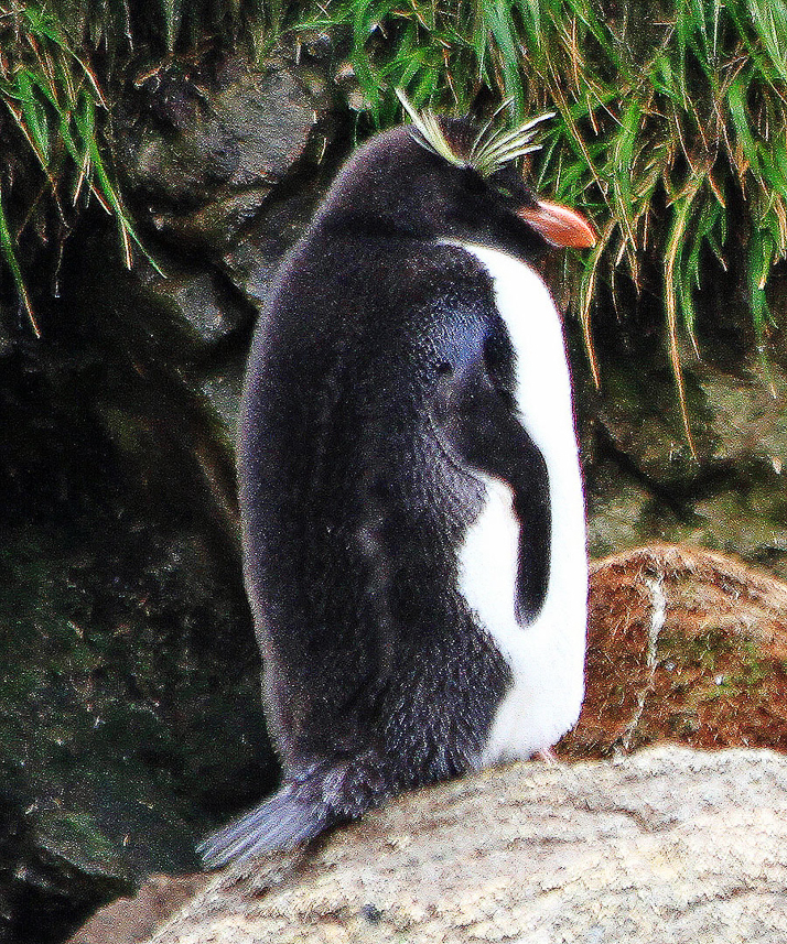 Rockhopper Penguin, Macquarie Island