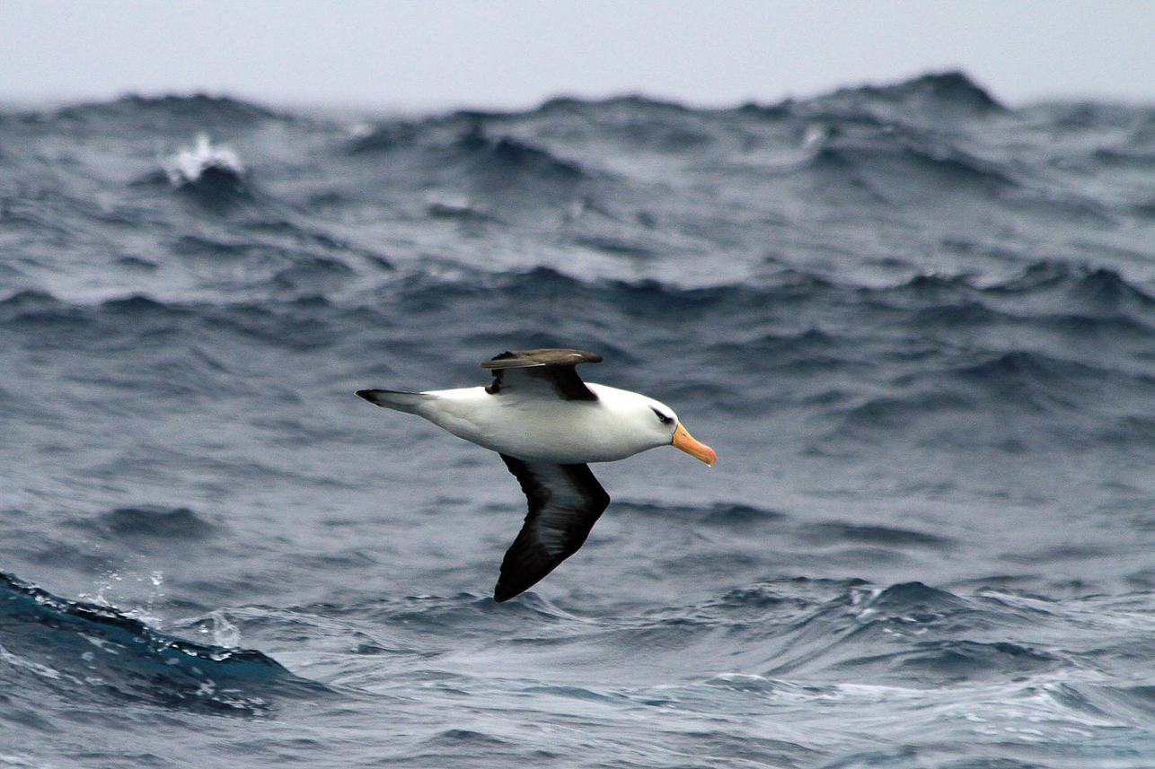 Black-browed Albatross above the waves