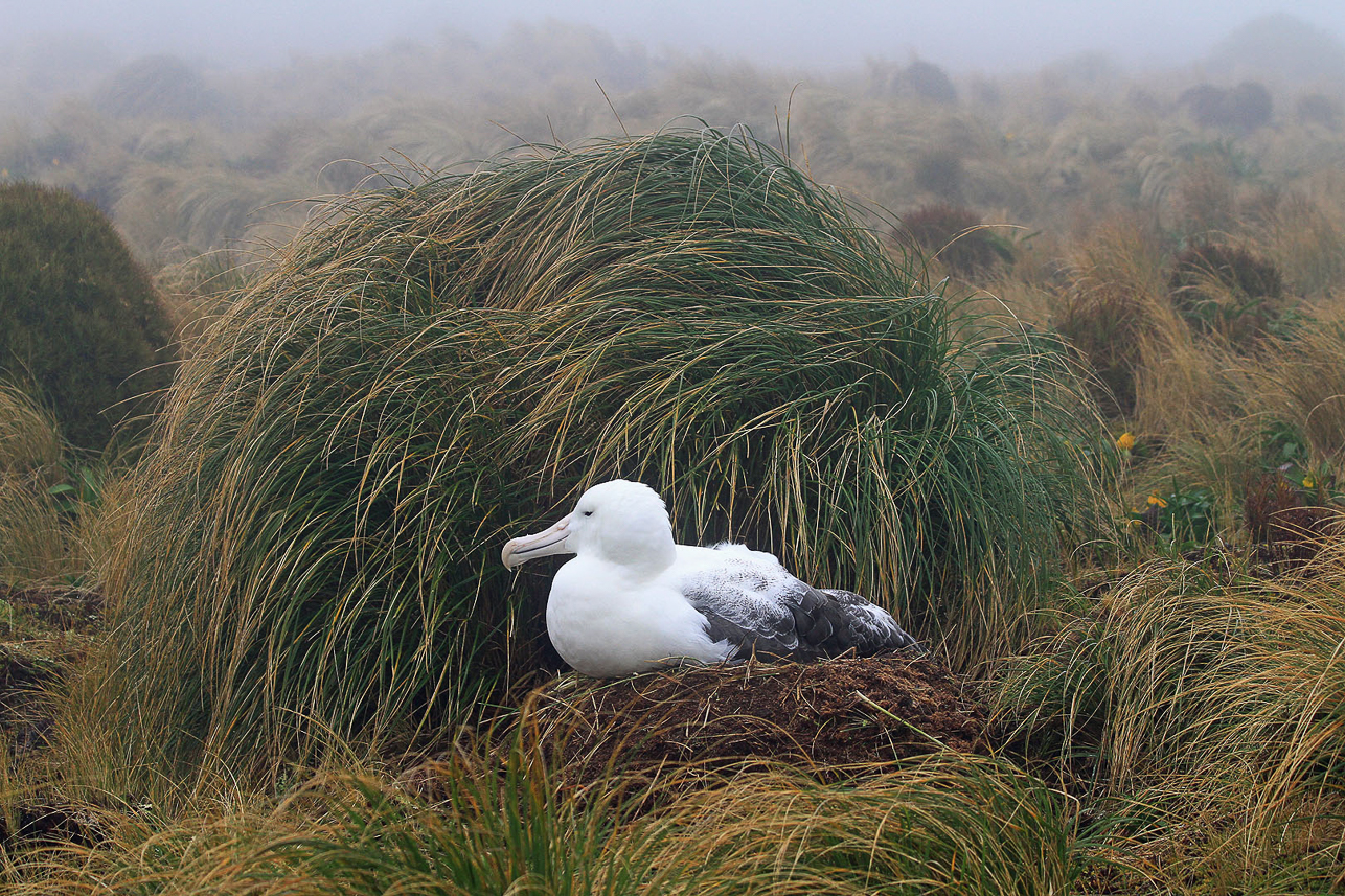 Southern Royal Albatross in the tussock grass at Campbell Island