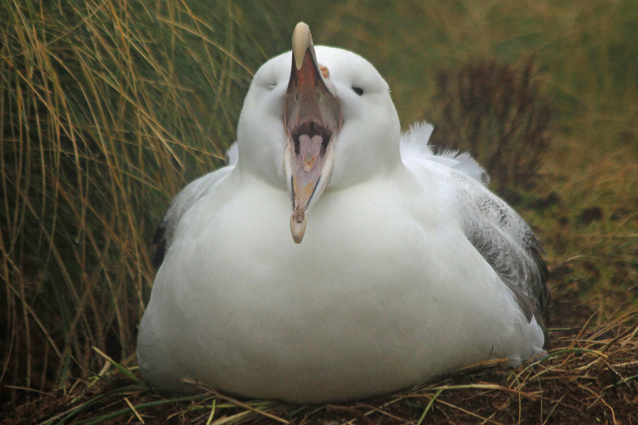 Southern Royal Albatross