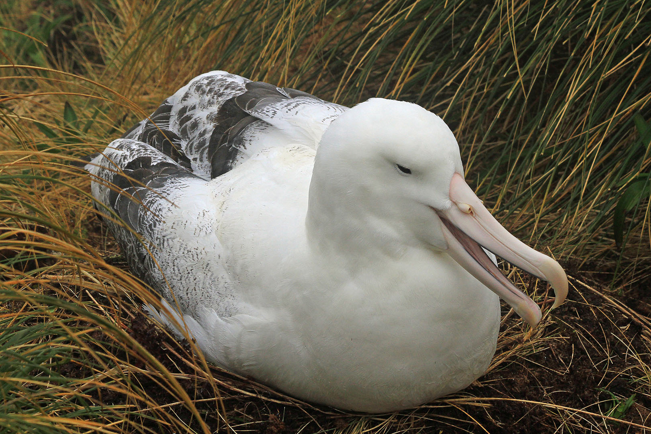 Southern Royal Albatross