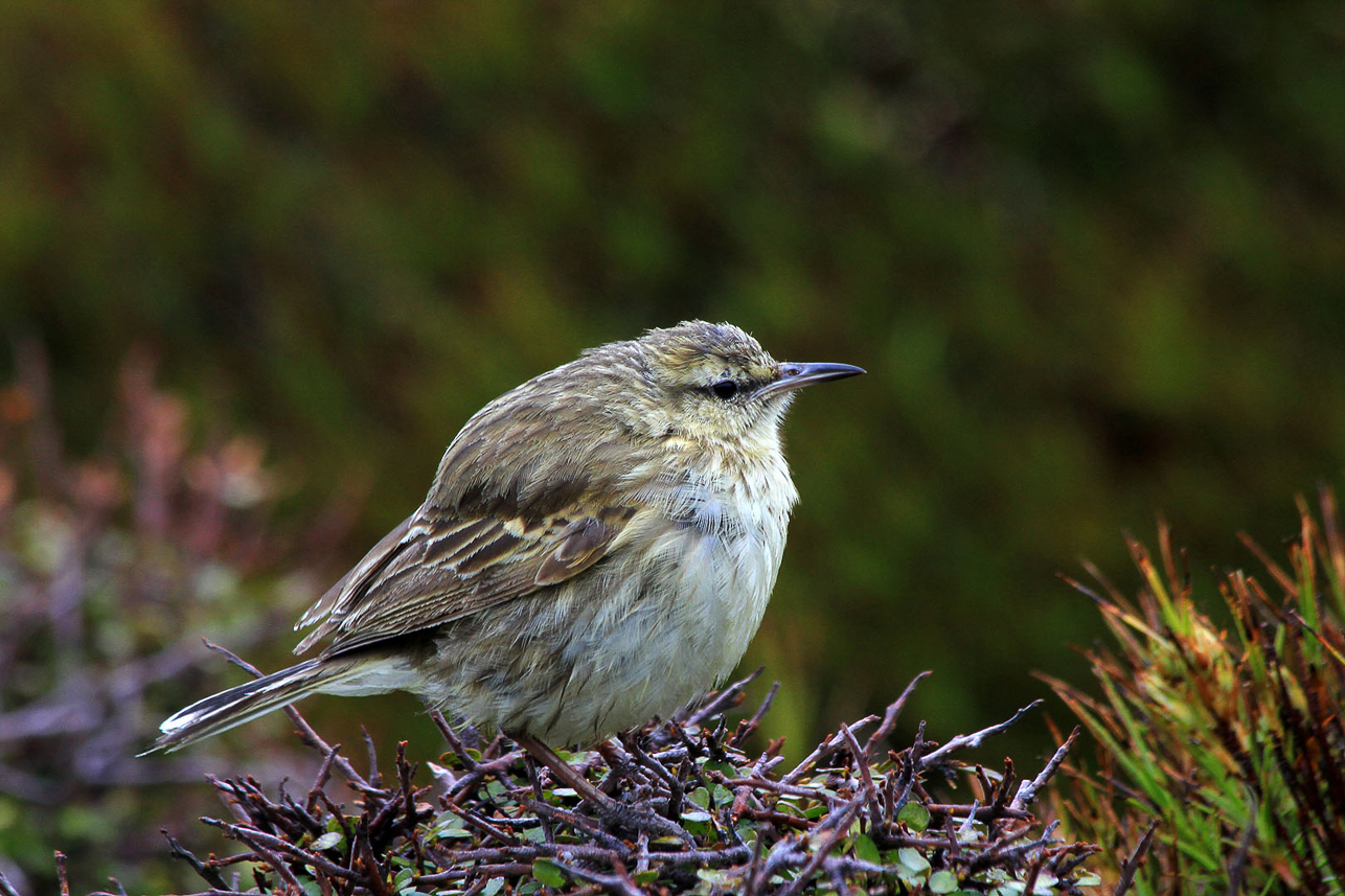 Campbell Island Pipit