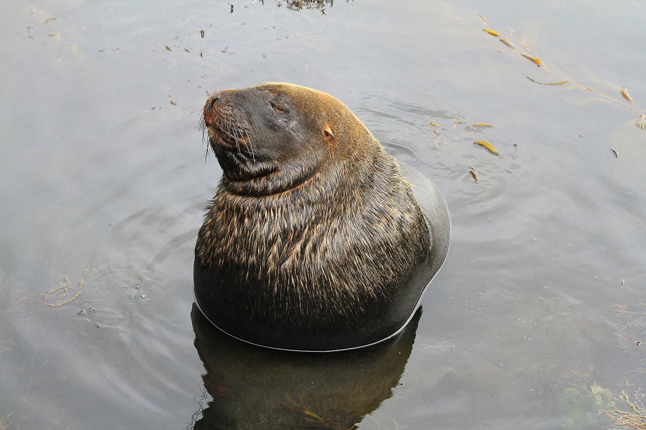 New Zealand (Hooker's) Sea Lion