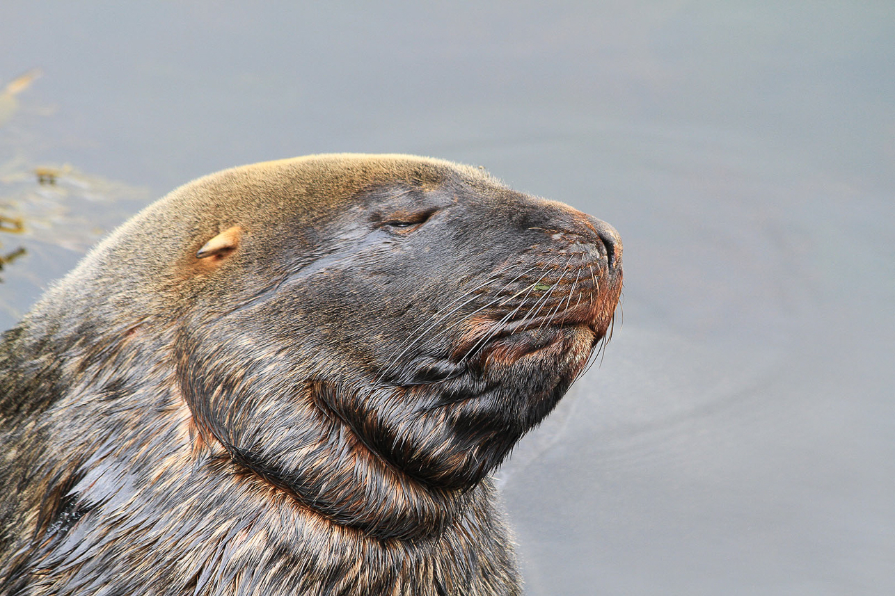 New Zealand (Hooker's) Sea Lion