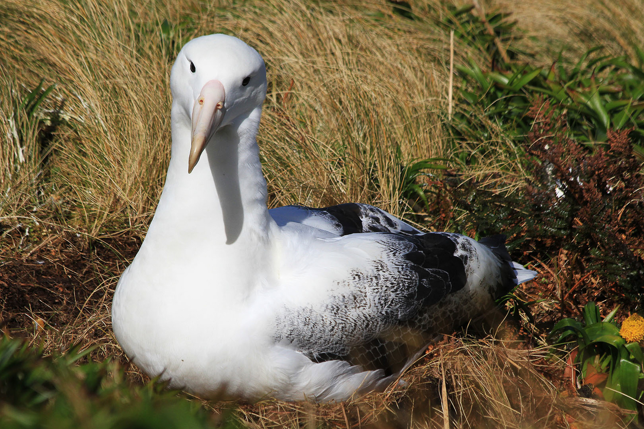 Southern Royal Albatross, Campbell Island