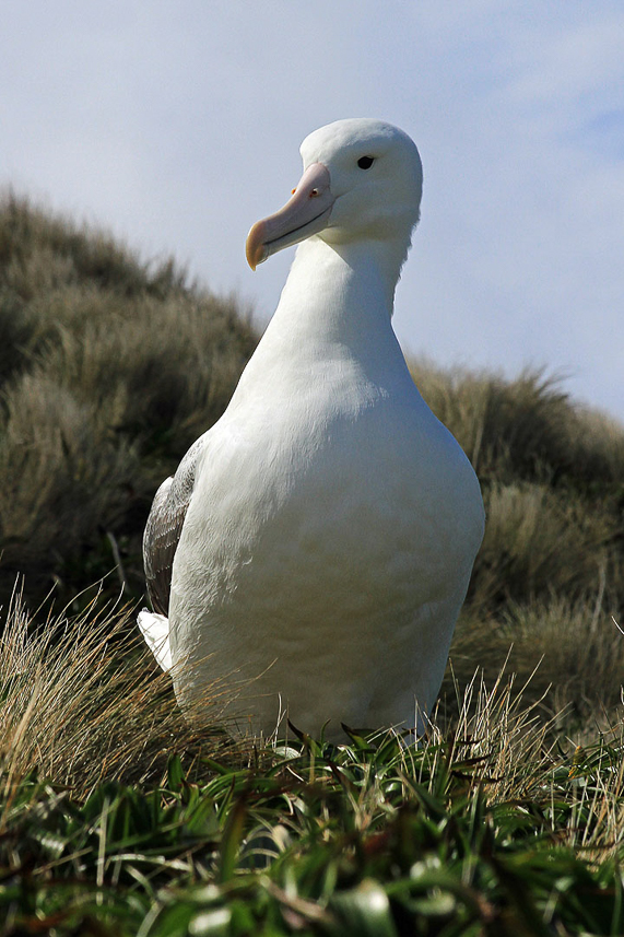 Southern Royal Albatross, Campbell Island