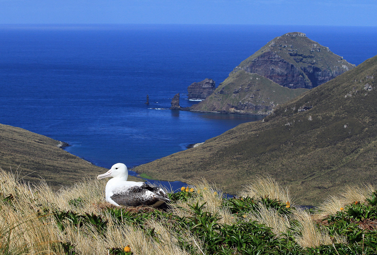 Southern Royal Albatross at the slope of Mt Honey, Campbell Island