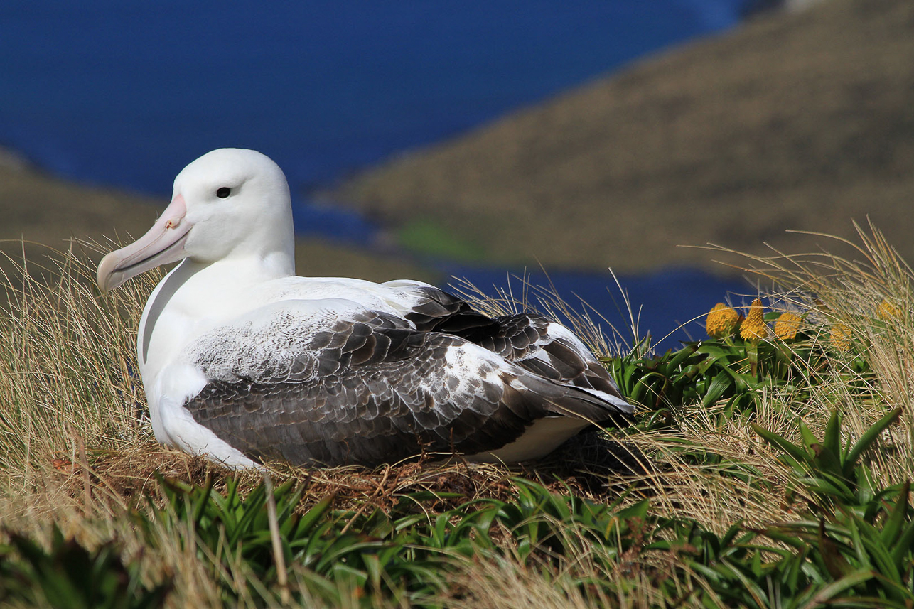 Southern Royal Albatross