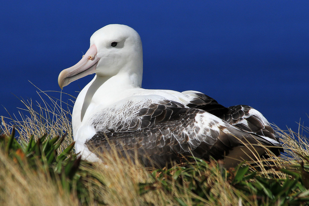 Southern Royal Albatross