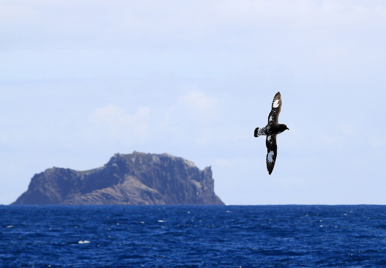 Cape Petrel outside Cossack Rock, Campbell Island