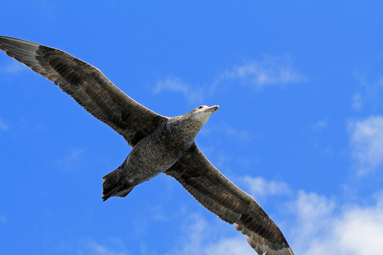 Giant petrel