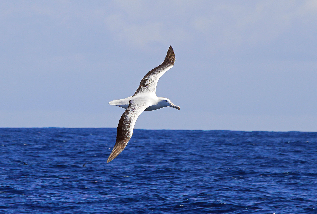 Southern Royal Albatross