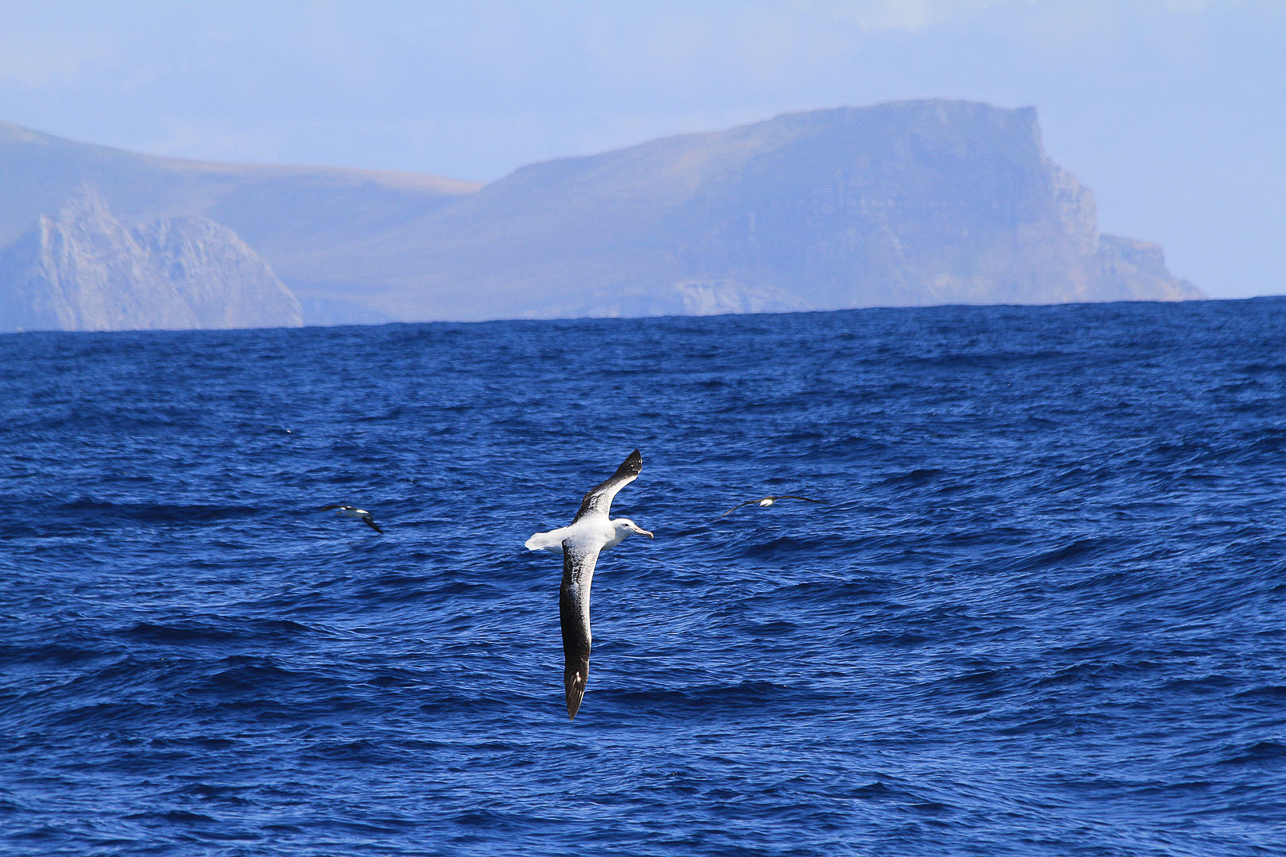 Southern Royal Albatross and North Cape, Campbell Island