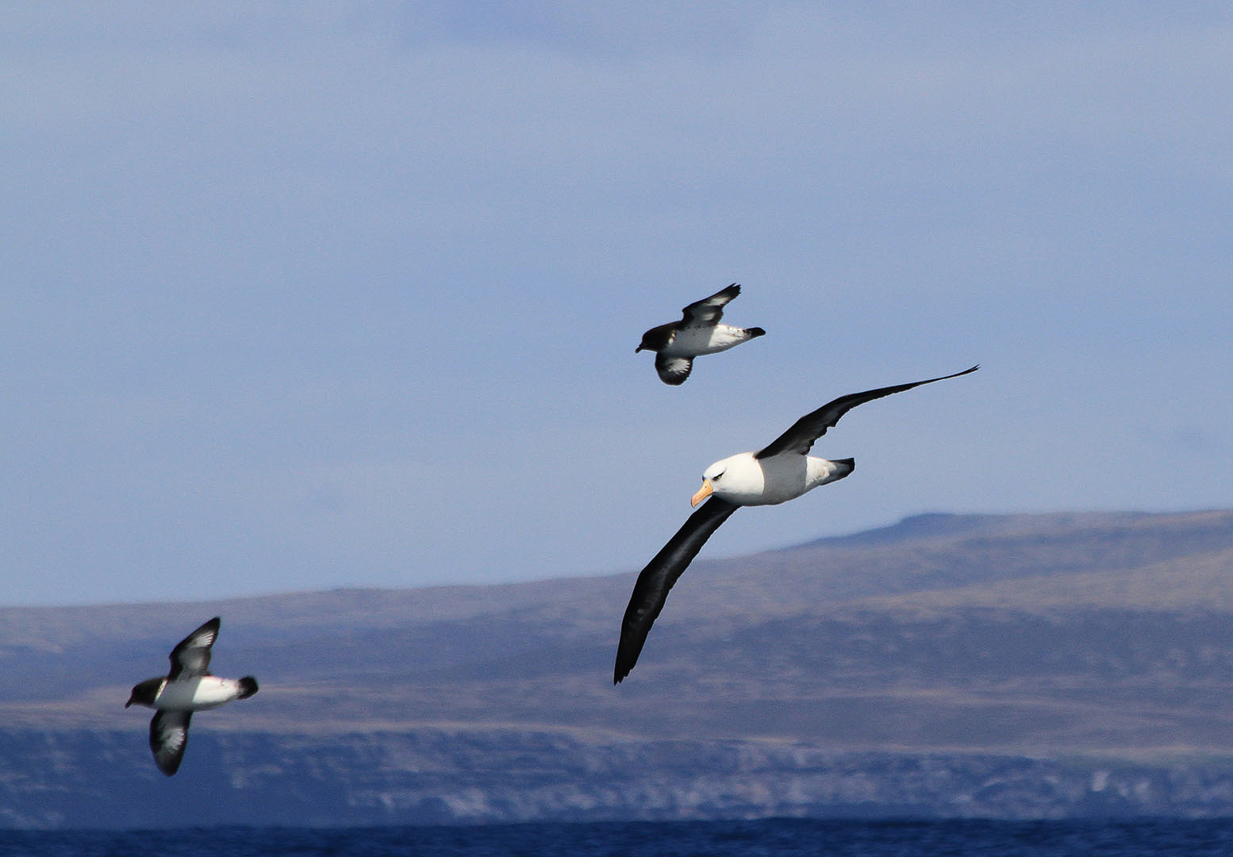 Black-browed (Campbell) Albatross and Cape Petrels