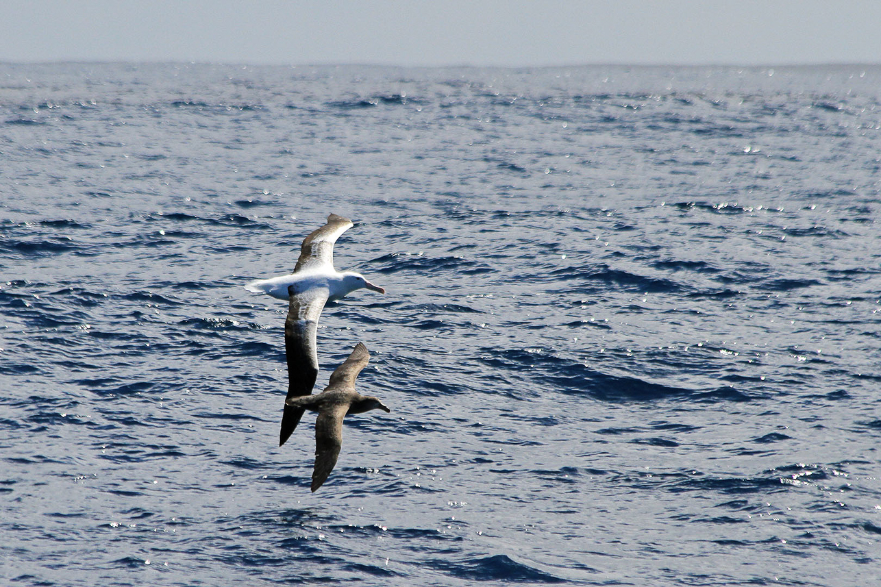 Southern Royal Albatross and Giant Petrel