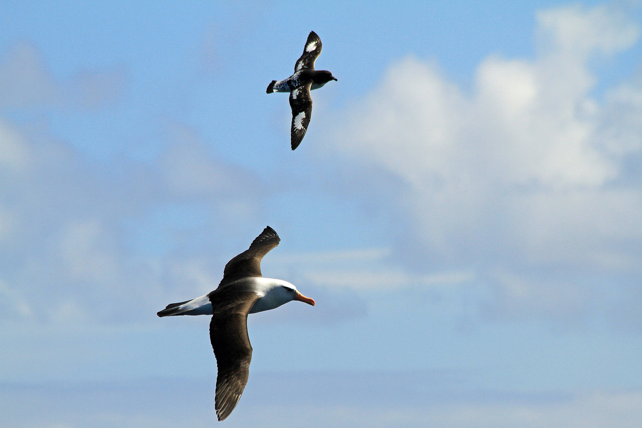 Black-browed (Campbell) Albatross and Cape Petrel