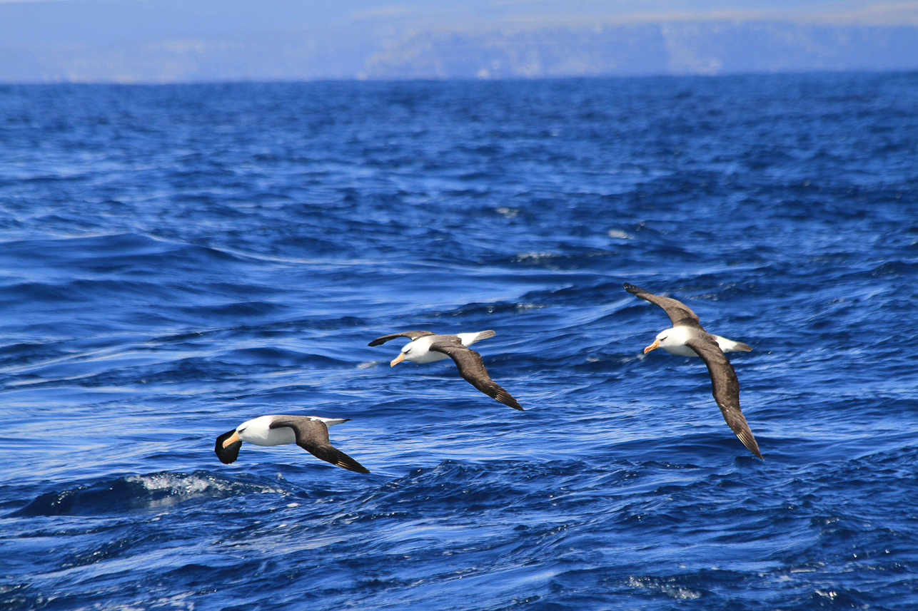 Black-browed (Campbell) Albatrosses