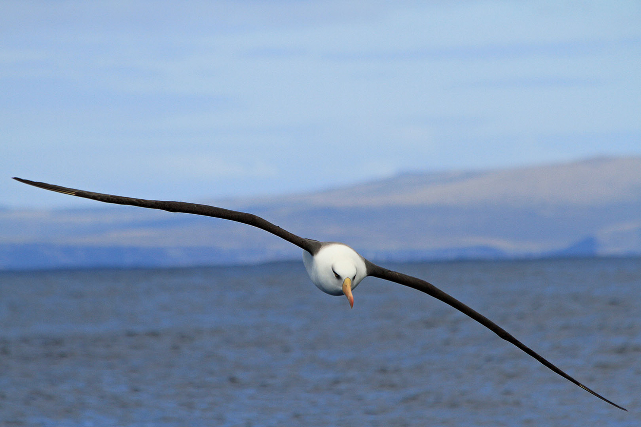 Black-browed (Campbell) Albatross