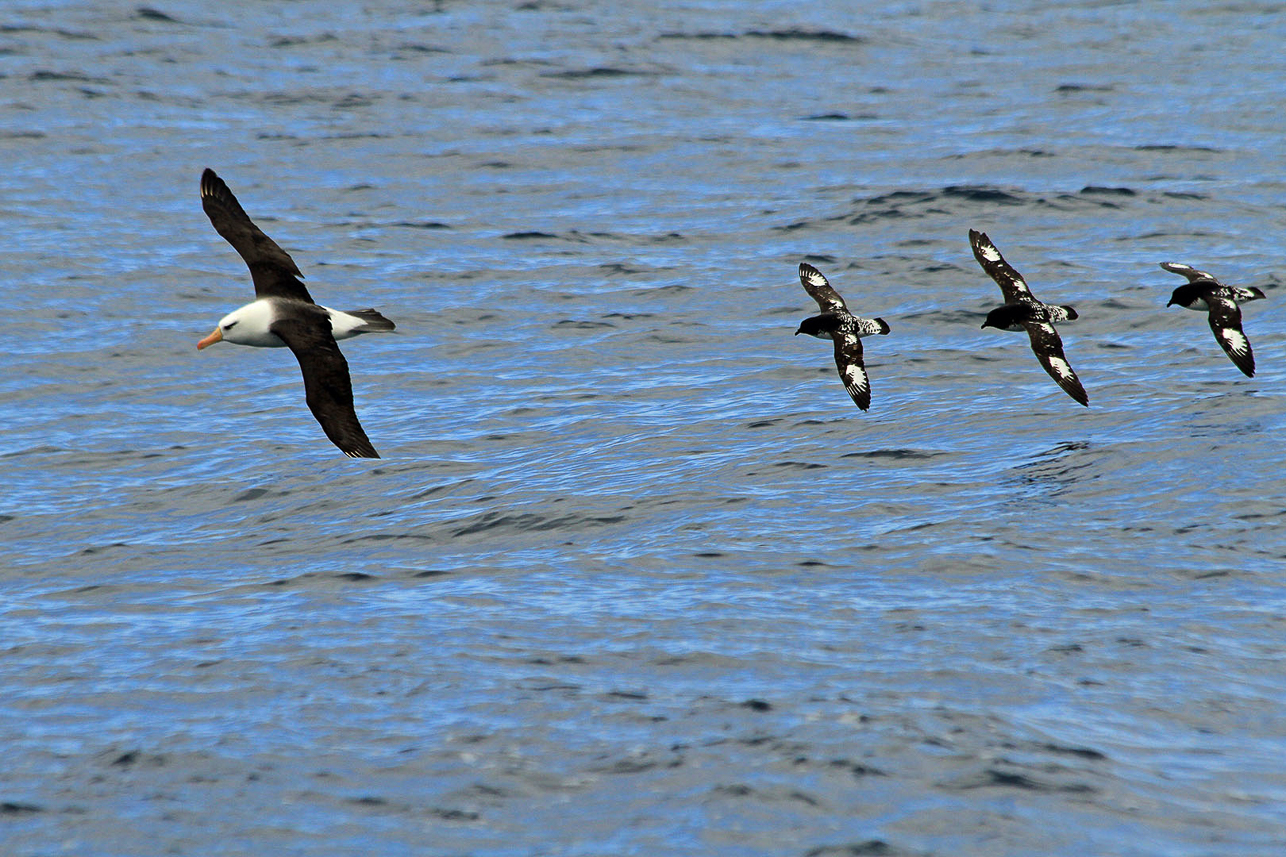 Black-browed (Campbell) Albatross followed by Cape Petrels