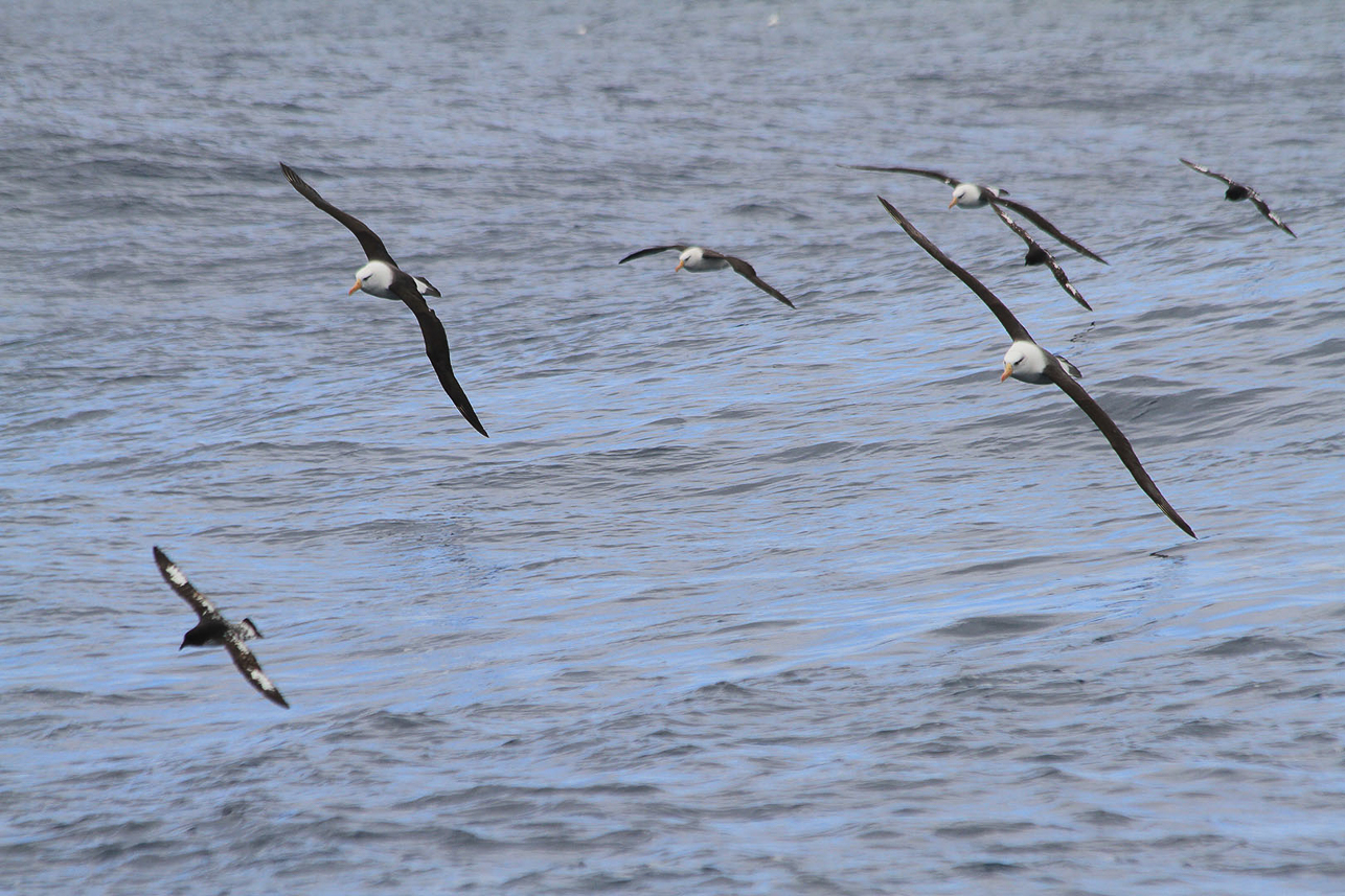 Black-browed (Campbell) Albatrosses and Cape petrels