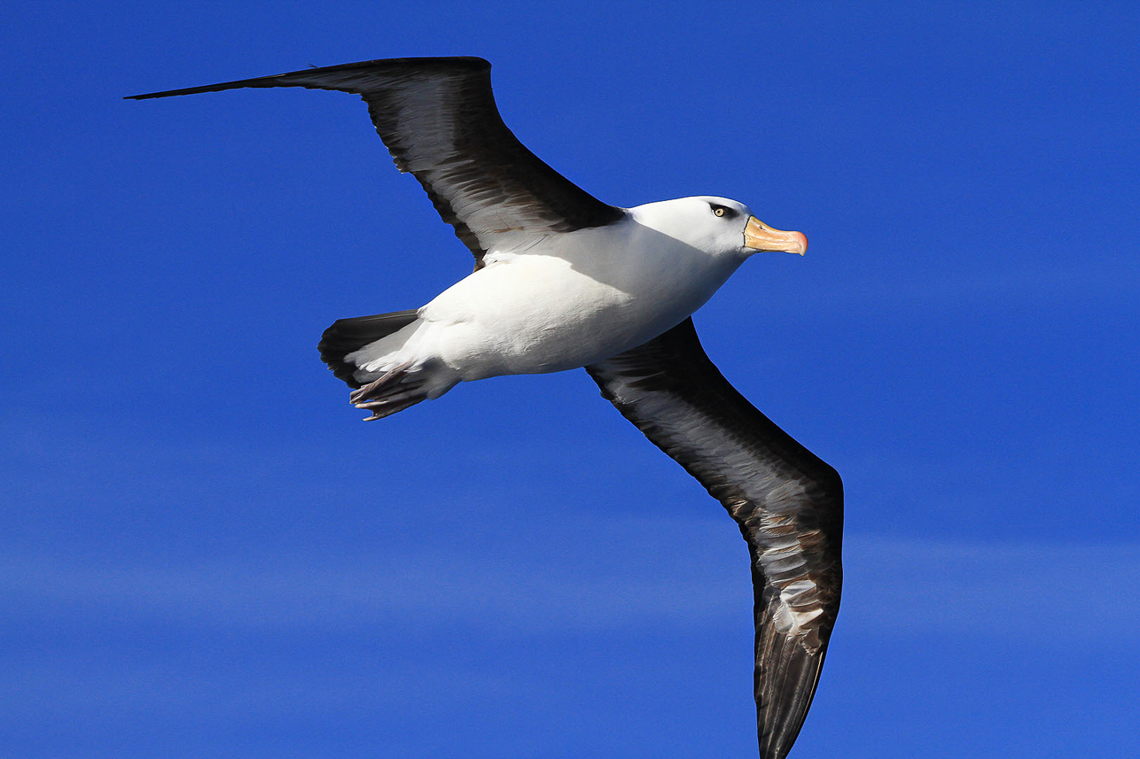 Black-browed (Campbell) Albatross