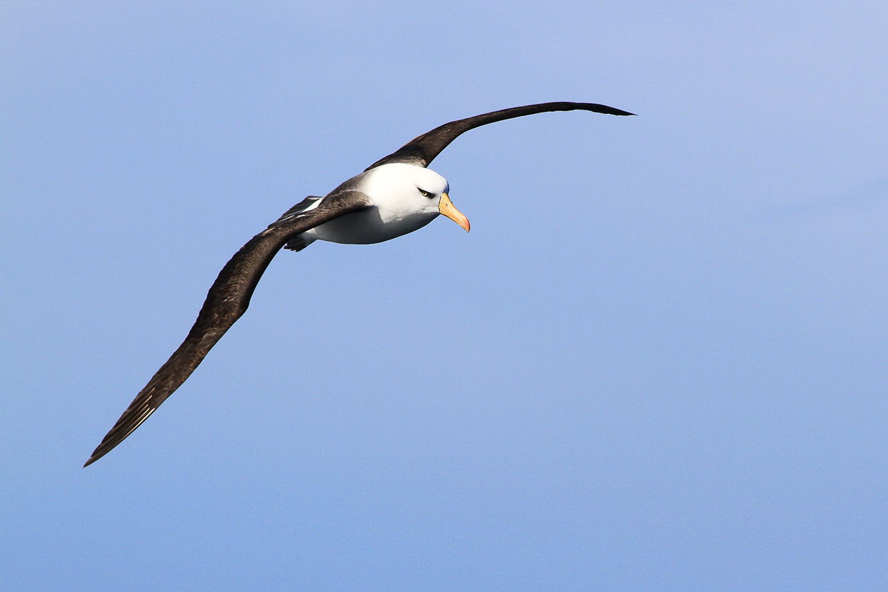 Black-browed (Campbell) Albatross