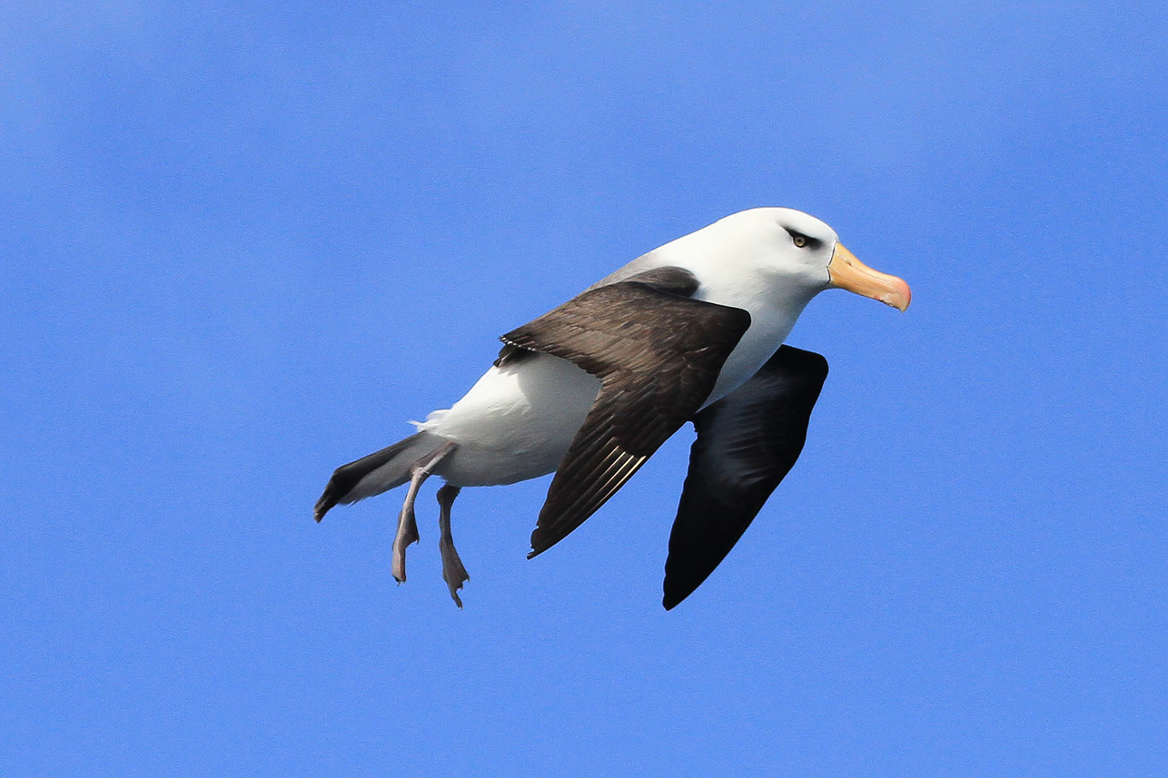 Black-browed (Campbell) Albatross, seems to have lost the speed, and we arrive in Bluff after 1.5 days at sea from Campbell Island ending our sea journey