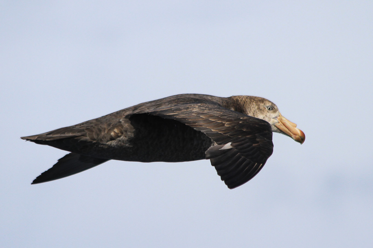 Giant Petrel