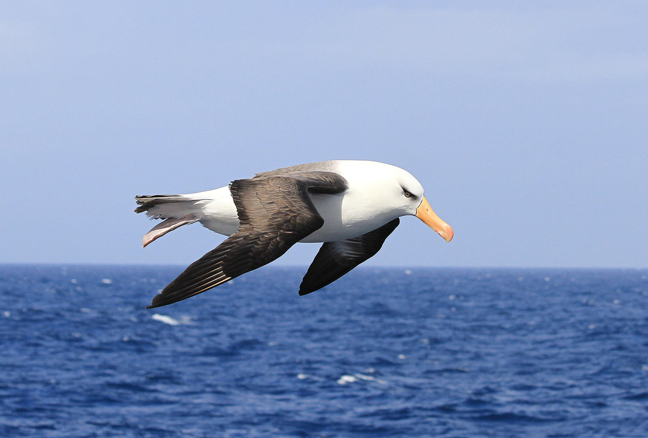 Black-browed (Campbell) Albatross