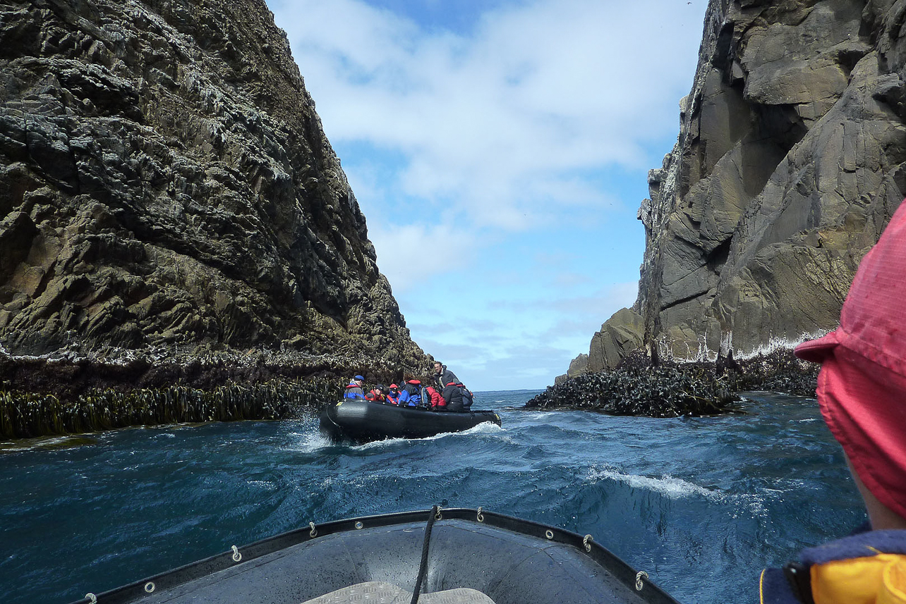 Zodiak cruise at Snares Islands. Too much waves on western parts, so we kept to the eastern part of the islands