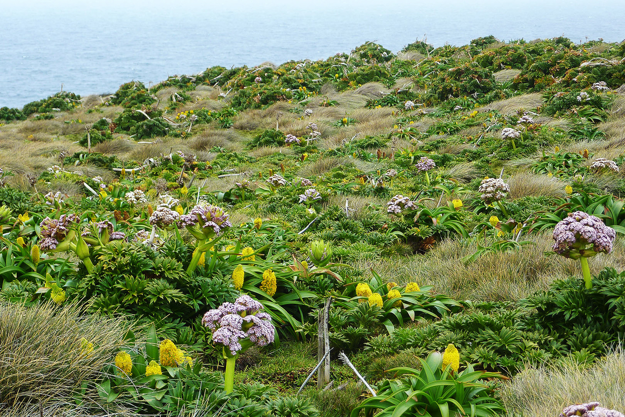 Fields of megaherbs (Bulbinella rossii = Ross Lily and Anisotome latifolia = Campbell Island Carrot) at Enderby Island