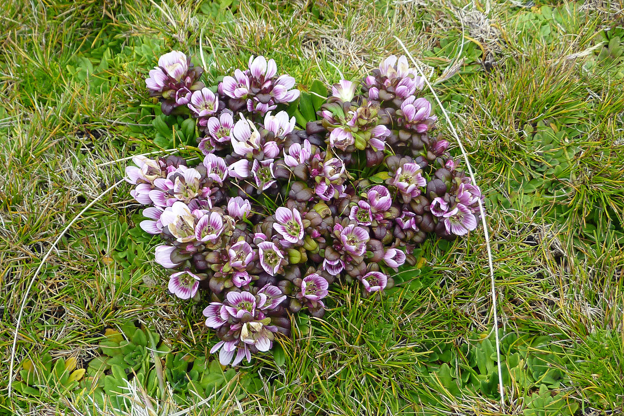 Gentianella cerina with large flowers