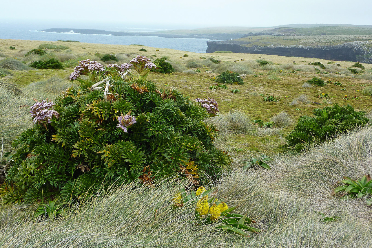 Campbell Island Carrot and the cliffs at Enderby Island